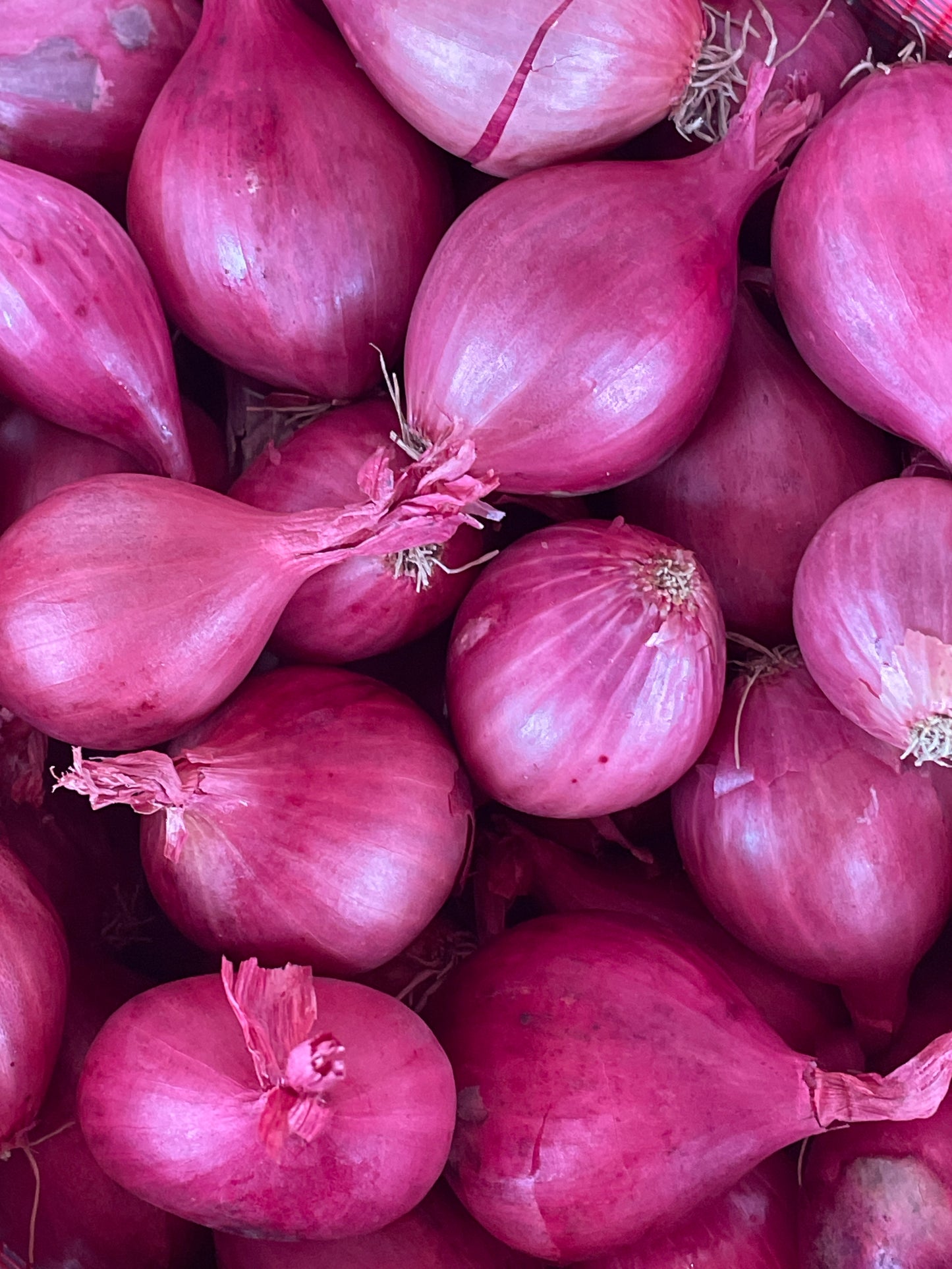 Fresh tiny red shallots 1kg bag Brisbane Queensland delivery Asian French cooking ingredients