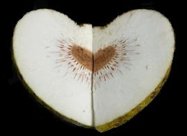 Breadfruit - Large (12kg)