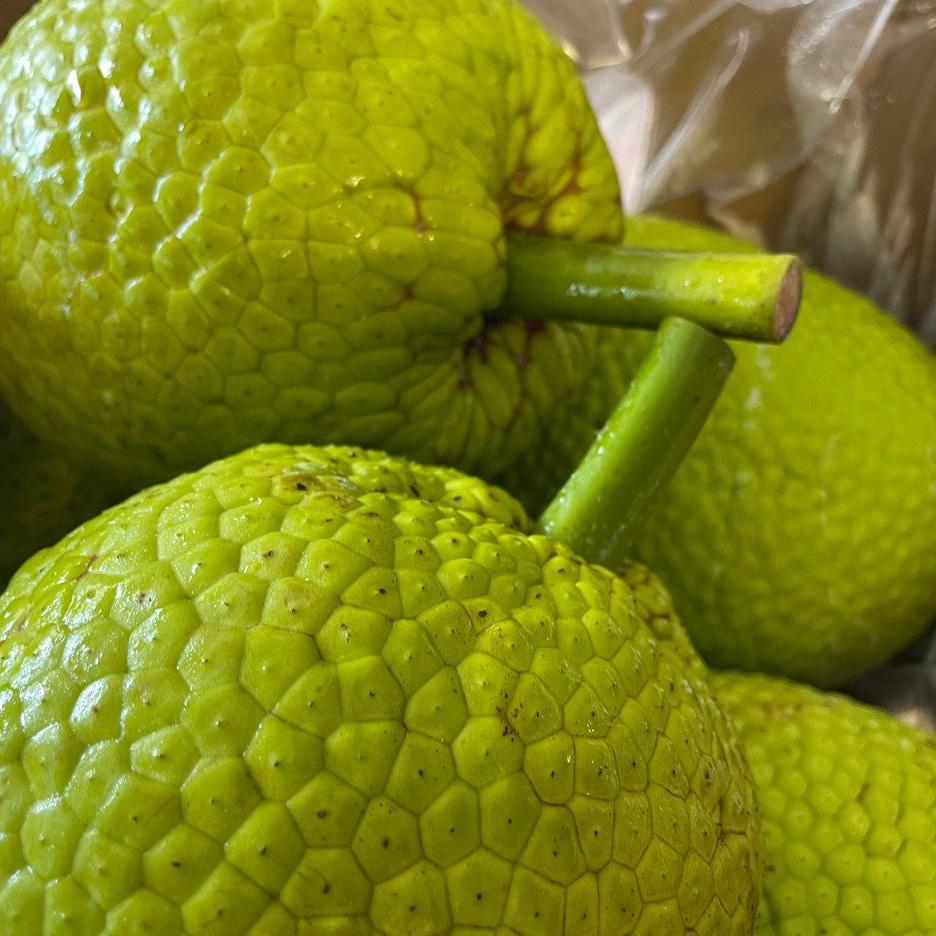 Breadfruit - Large (12kg)