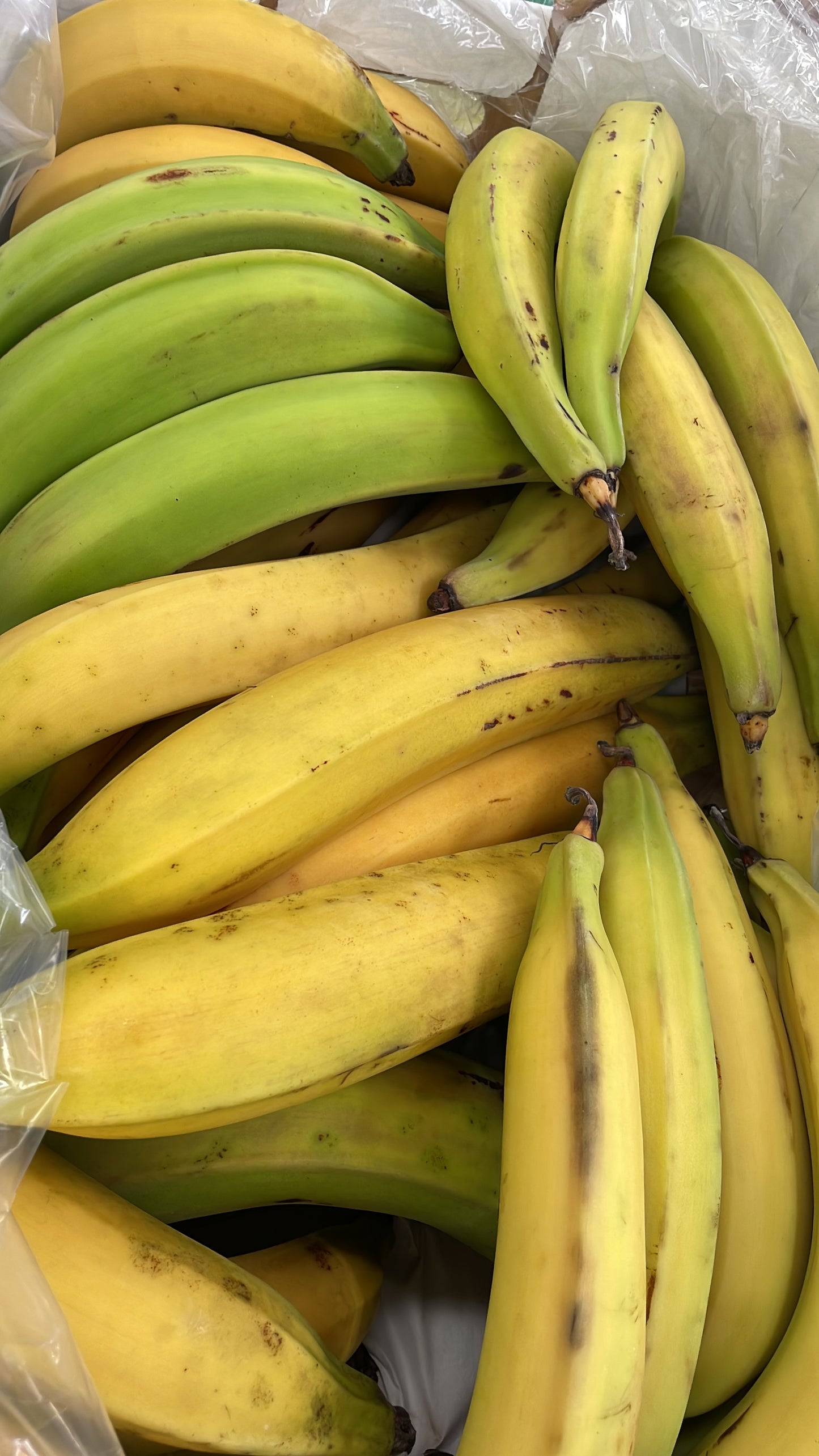 Horn Plantains - Class 1 - Green (12kg)
