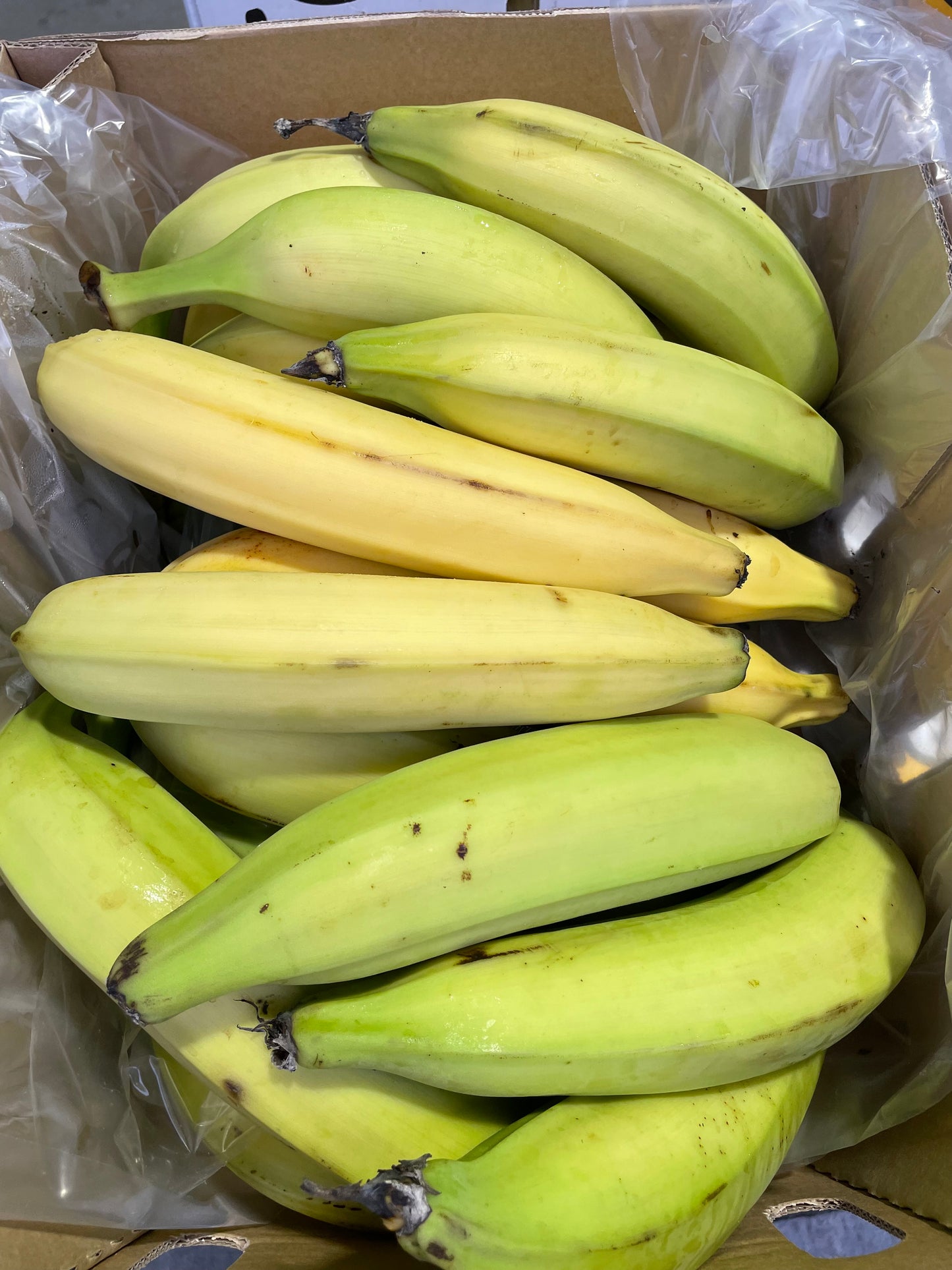 Horn Plantains - Class 1 - Green (12kg)