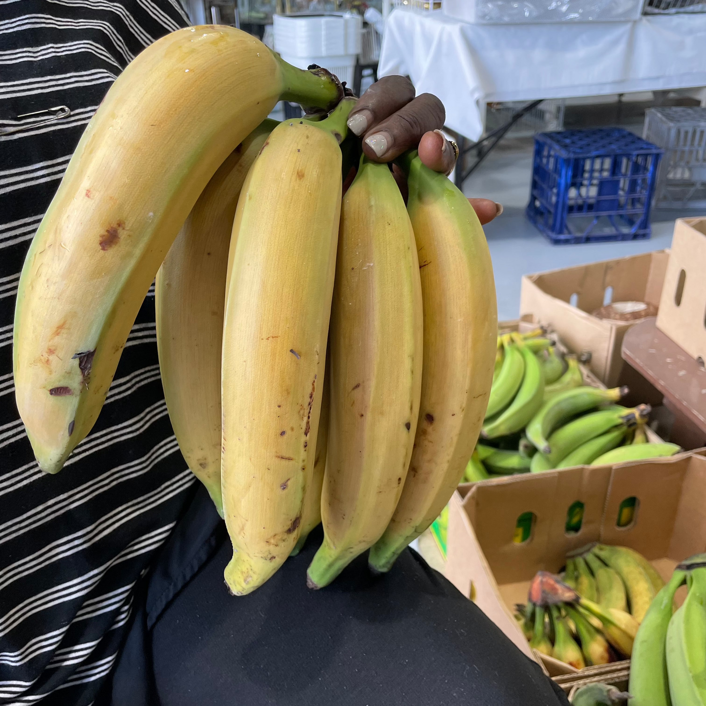 Hand holding fresh premium horn plantains bunch at Brisbane market - Favu Fruit and Veg Underground