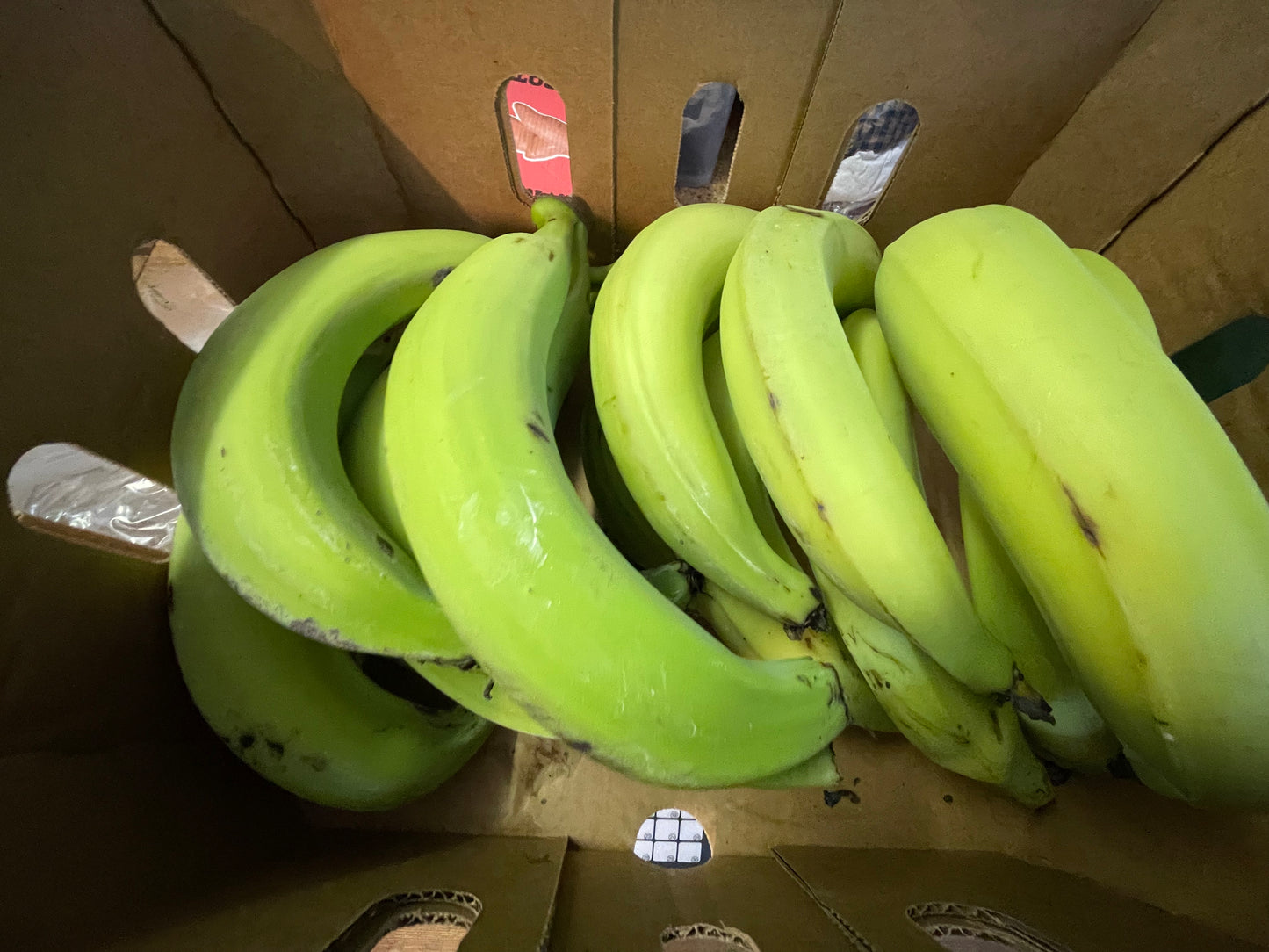 Horn Plantain Class 1 (6kg)