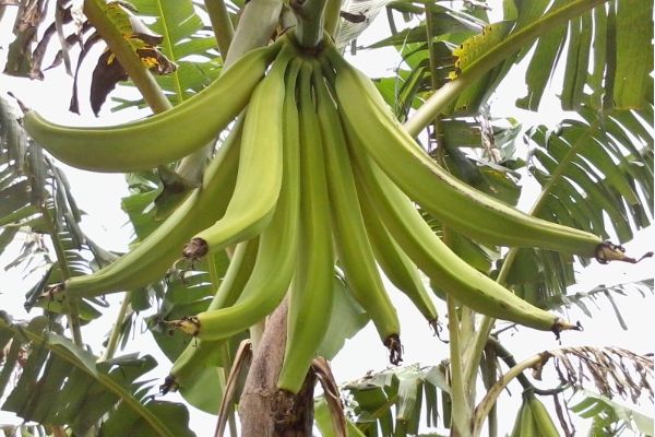 Plantains: Nutrition Facts and Health Benefits