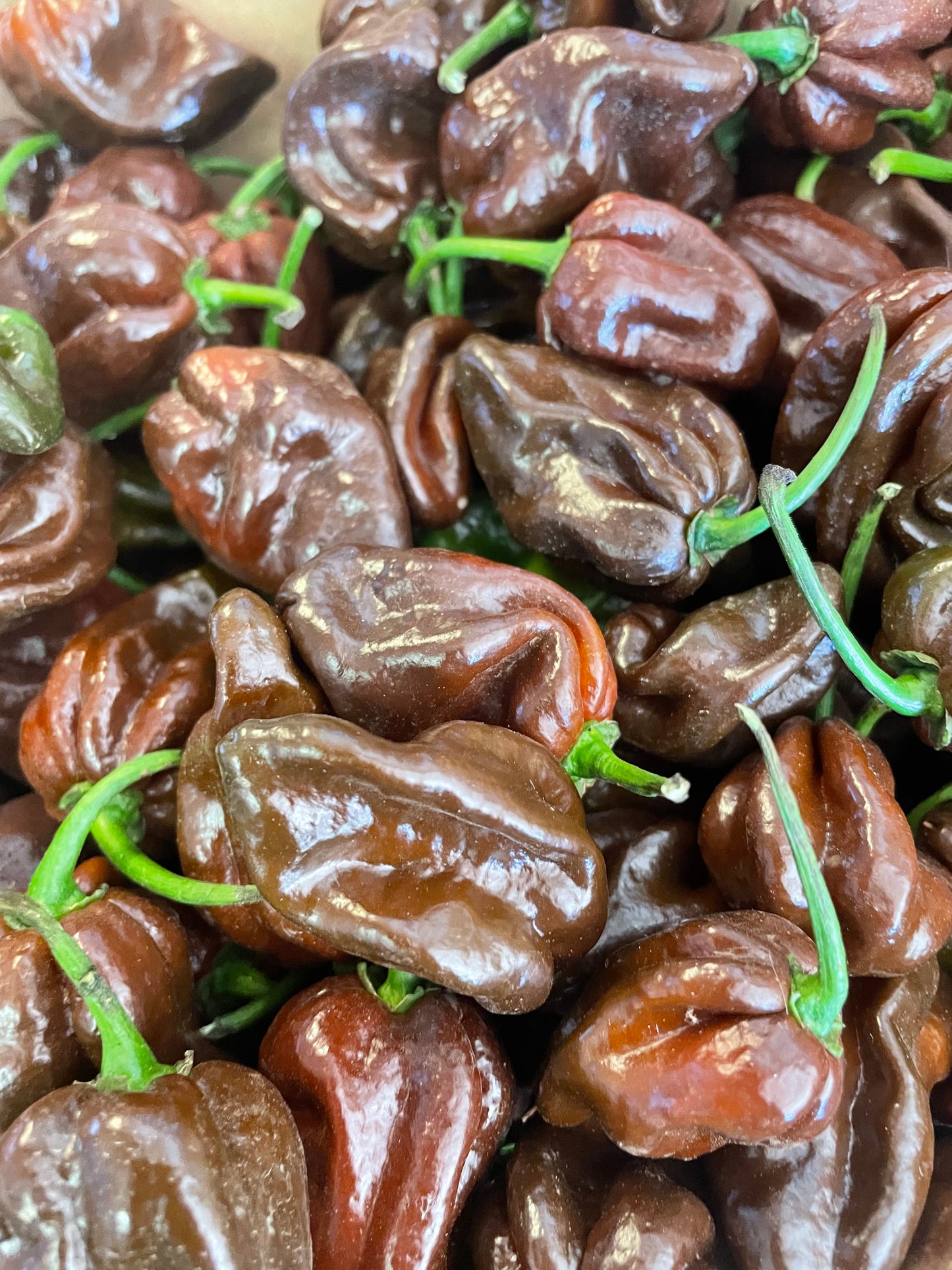Chilli - Habanero - Chocolate (500gm)