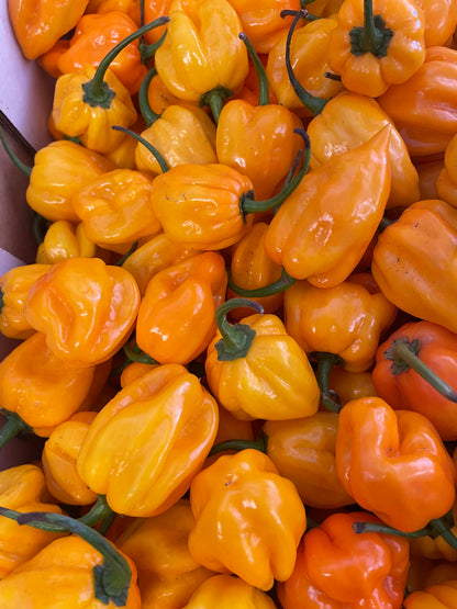 Chilli - Habanero - Yellow (500gm)