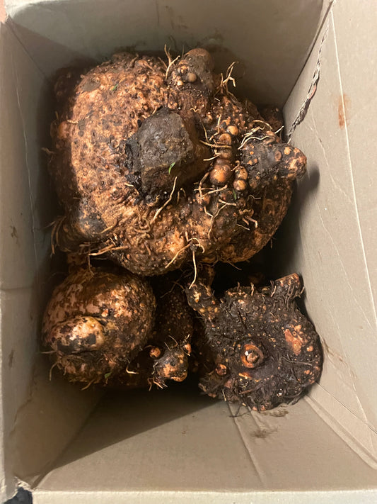 Elephant Foot Yam (12kg)