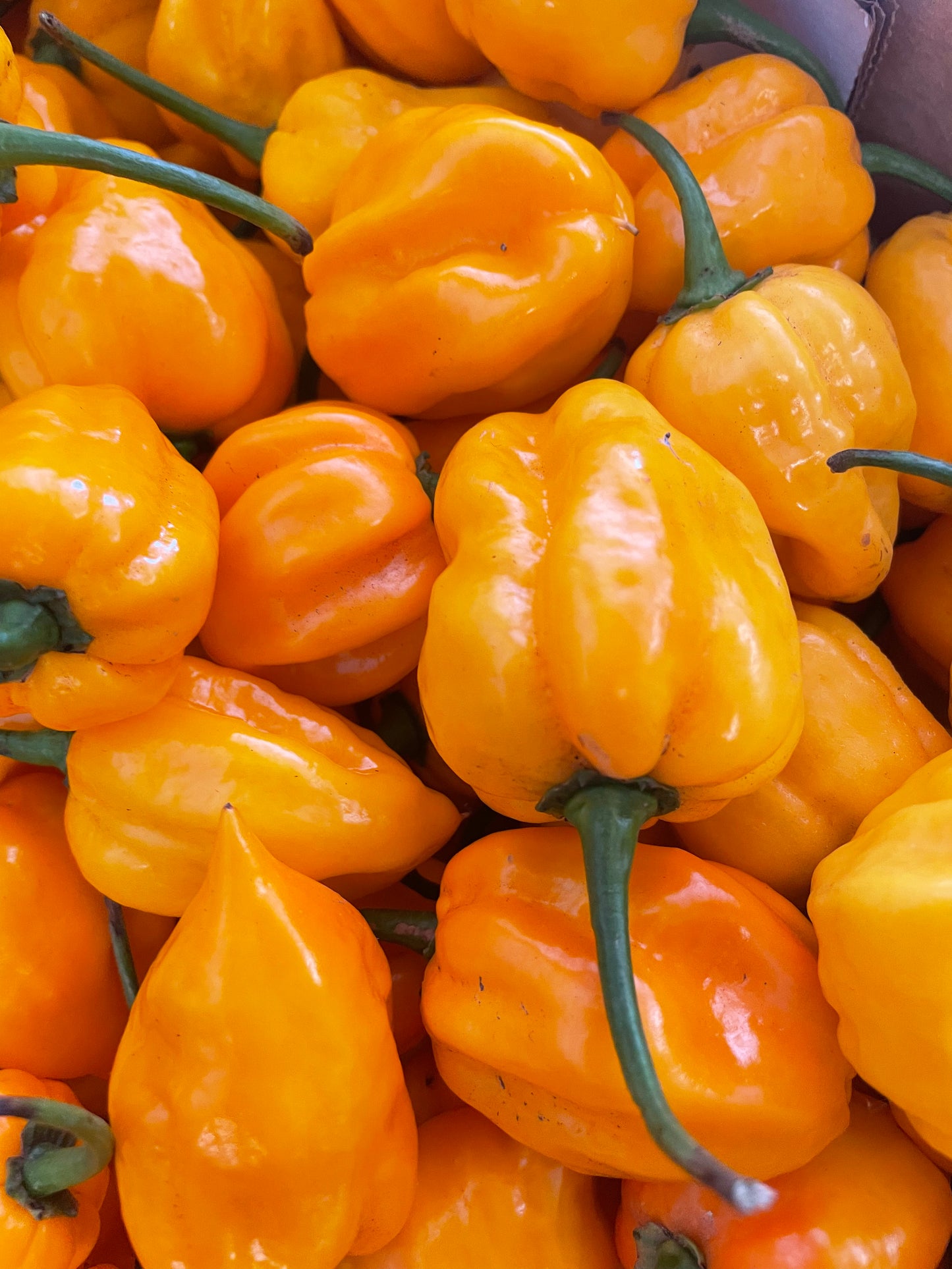 Chilli - Habanero - Yellow (500gm)