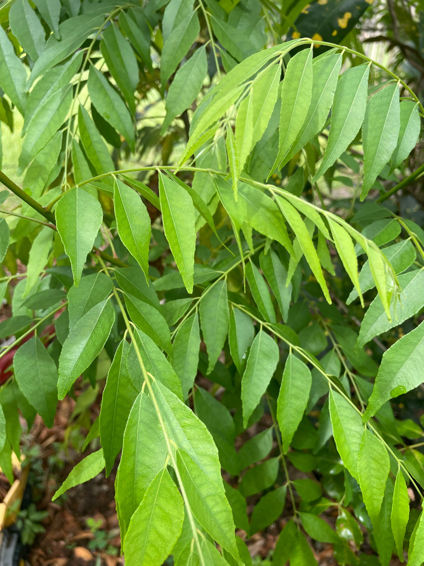 Curry Leaf (Bunch)