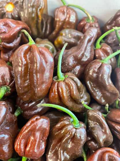 Chilli - Habanero - Chocolate (500gm)