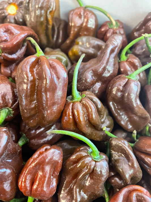 Chilli - Habanero - Chocolate (500gm)