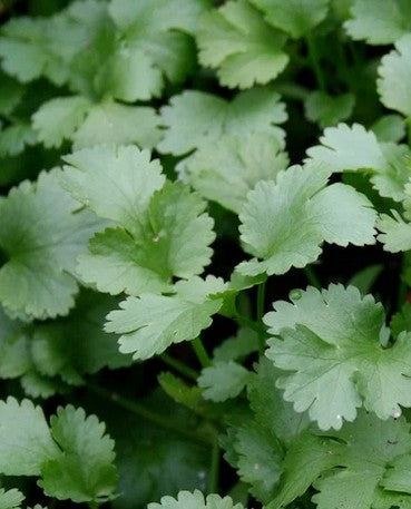 Coriander (Bunch)