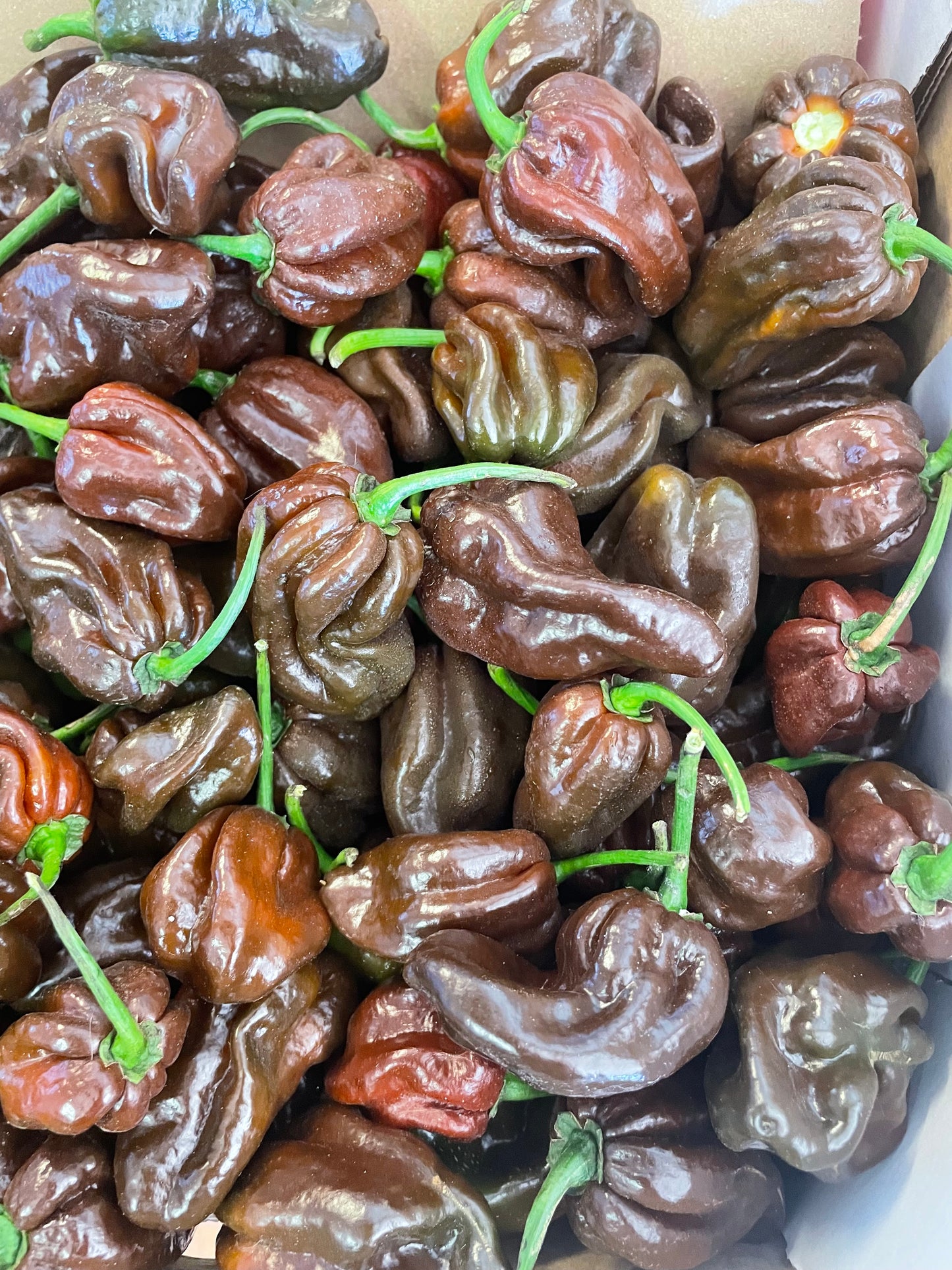 Chilli - Habanero - Chocolate (500gm)