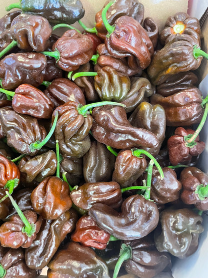 Chilli - Habanero - Chocolate (500gm)