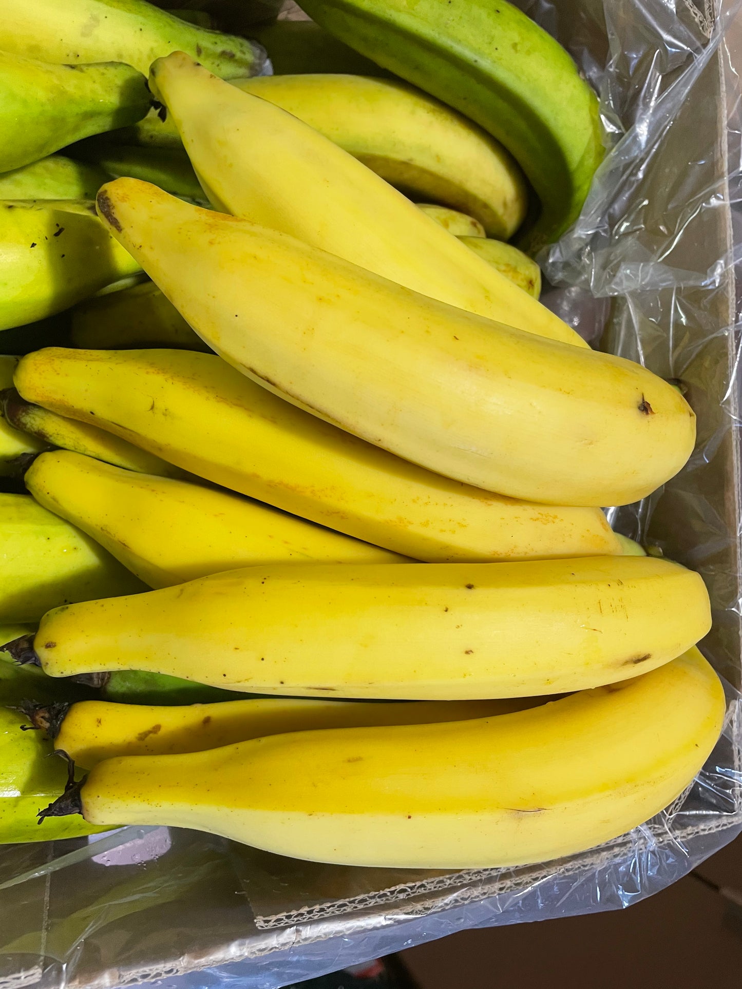 Ripe yellow premium horn plantains close-up - large size, smooth skin, ready to cook