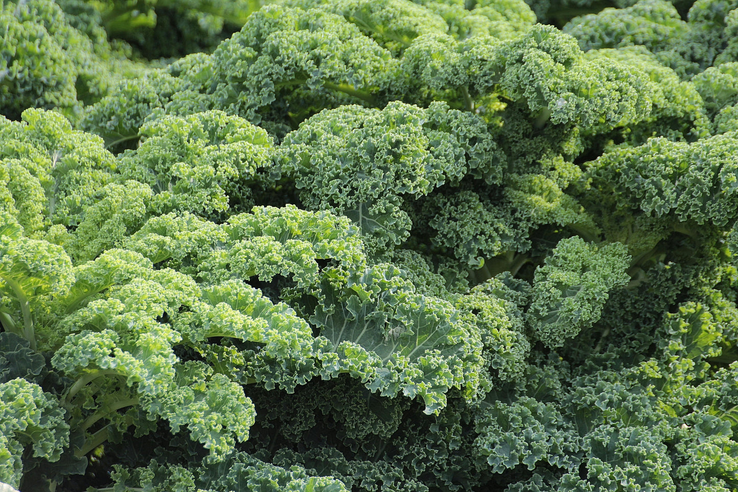 Kale - Curly