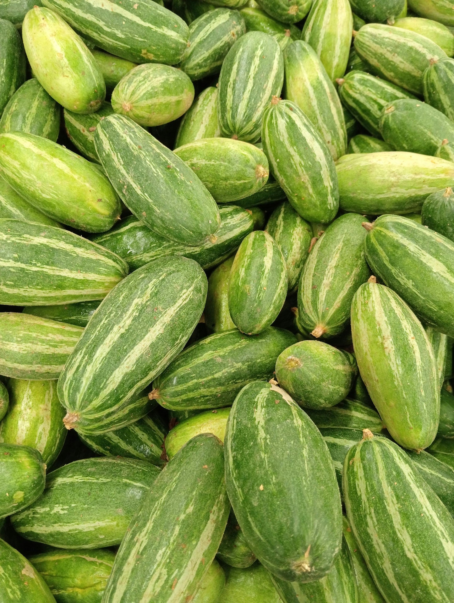 Tindora/Ivy Gourd (200gm)