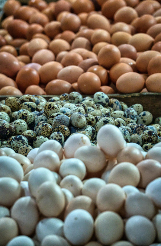 Duck Eggs (Carton of 10 Eggs)