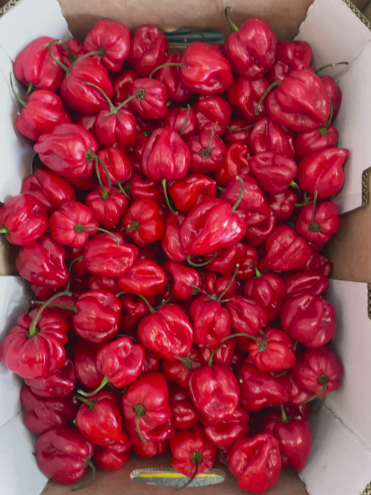 Chilli - Habanero (500gm)